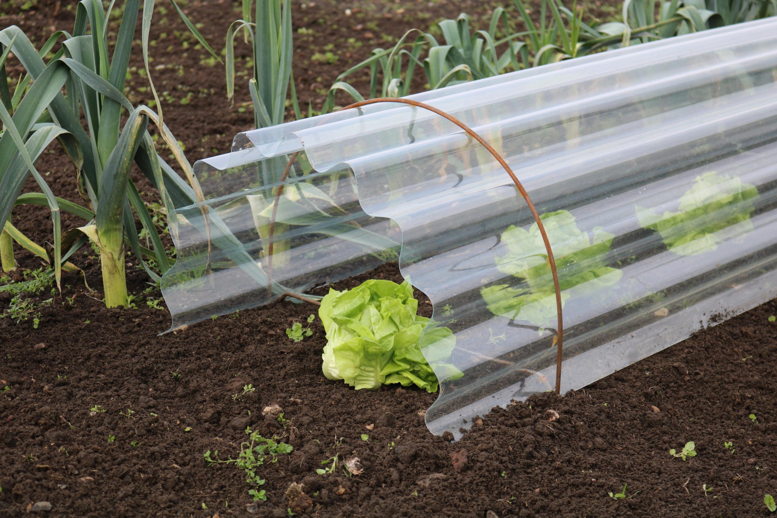 Large Cloche Hoops Rusted