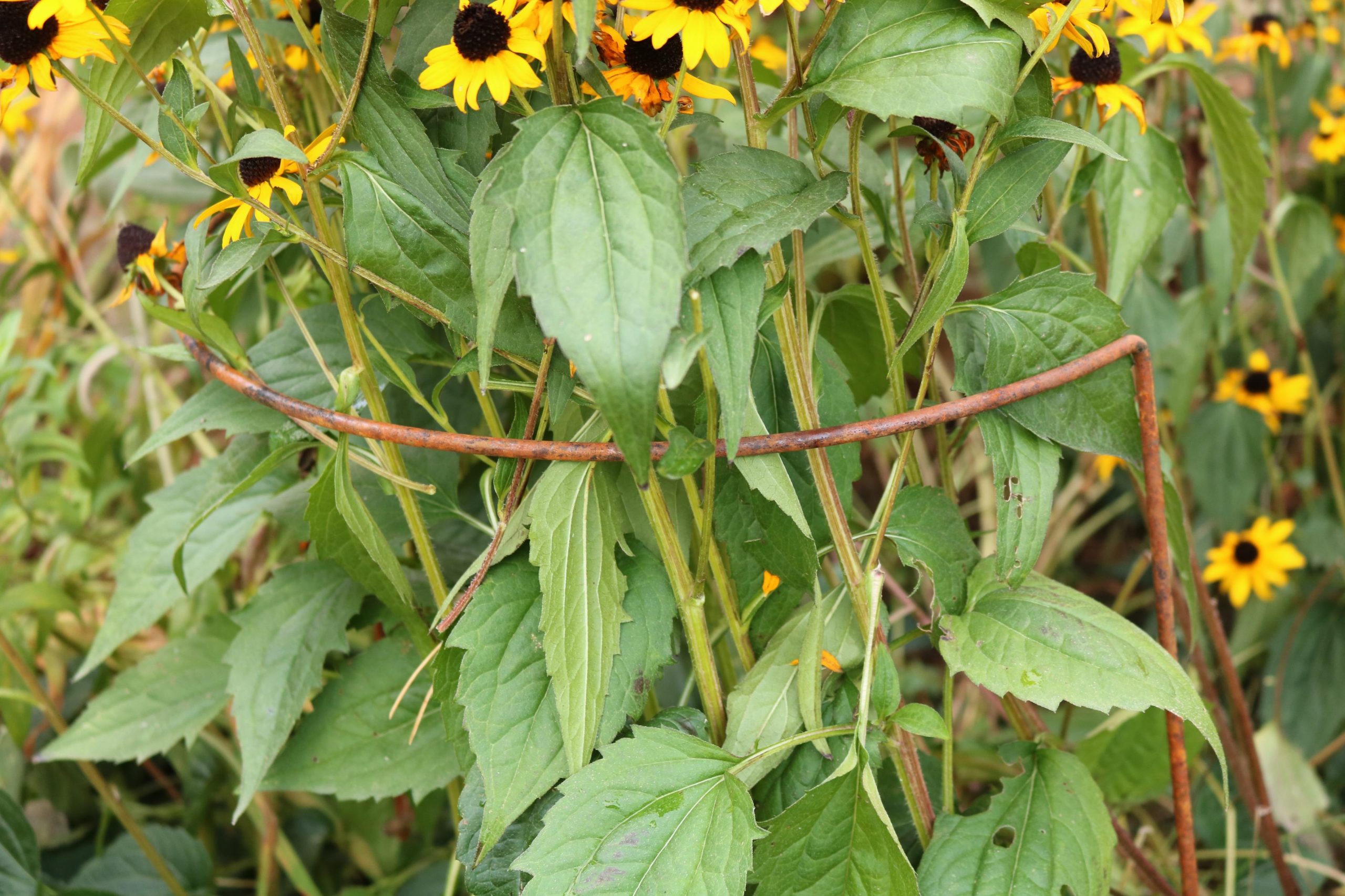 Medium Hoop Supports x 3