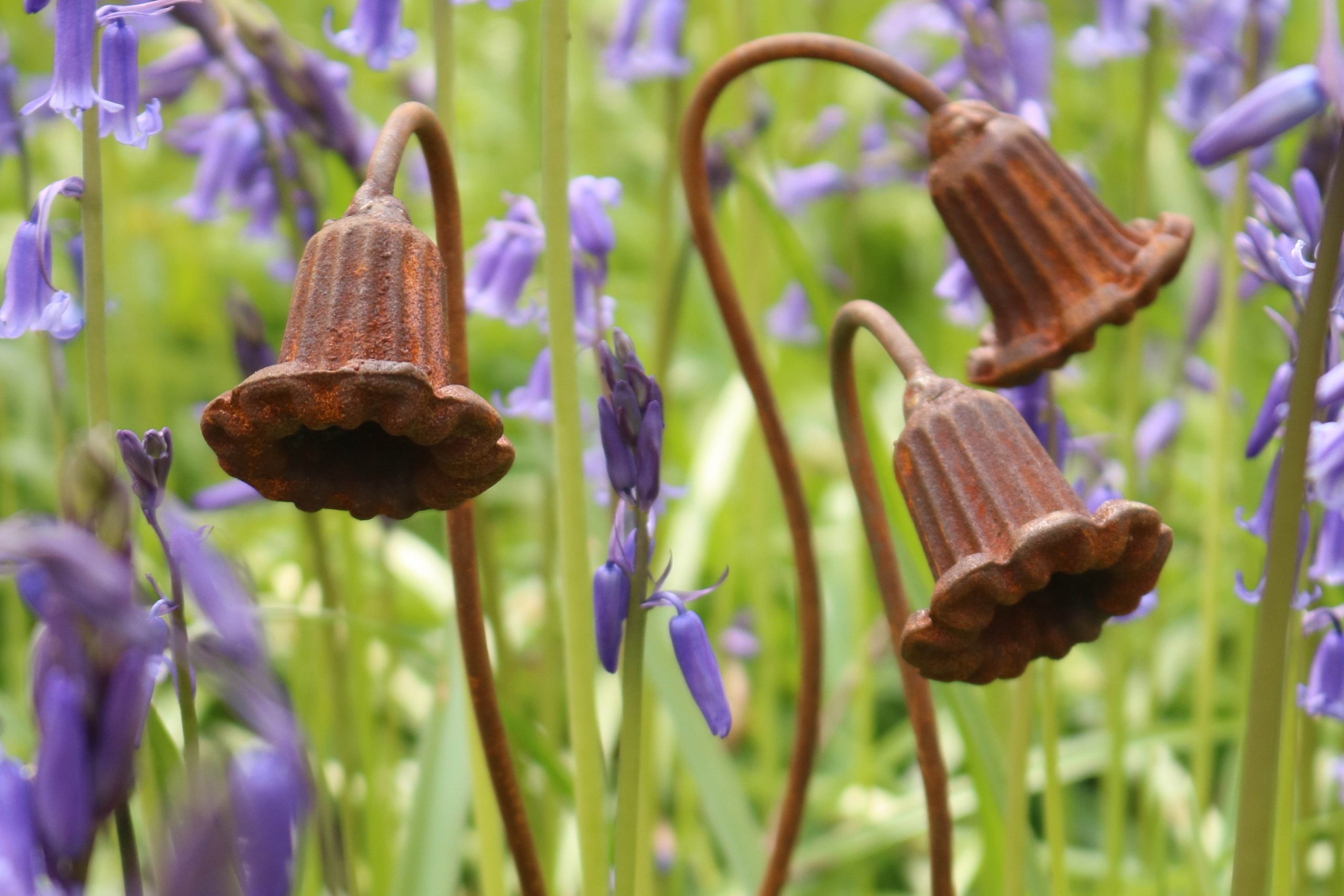 Small Bluebell Flower Head